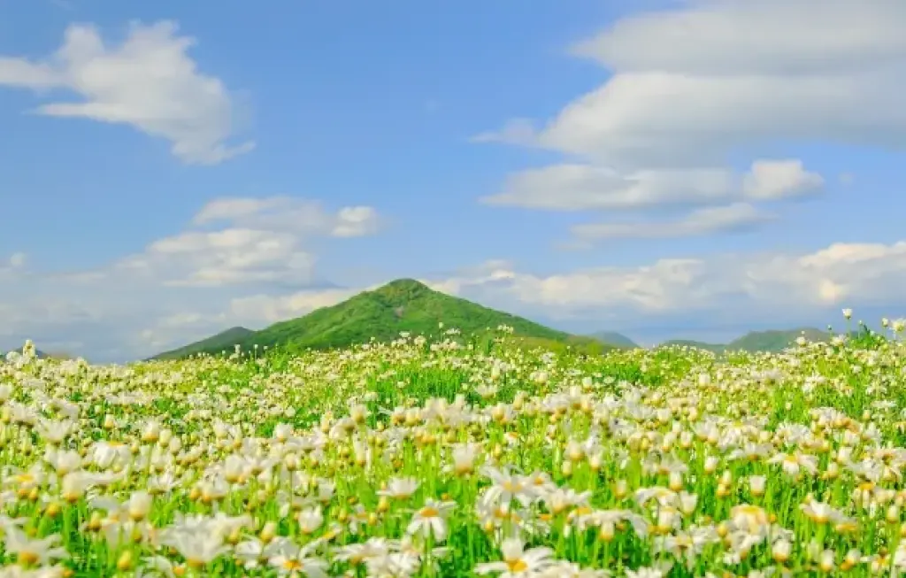 春には花が咲き誇る_フラワーパーク浦島