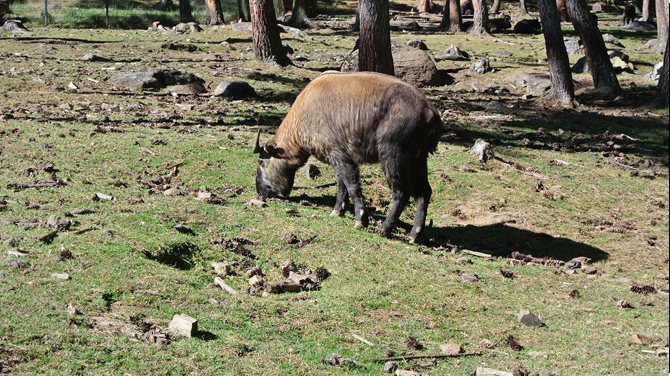 動物と触れ合う