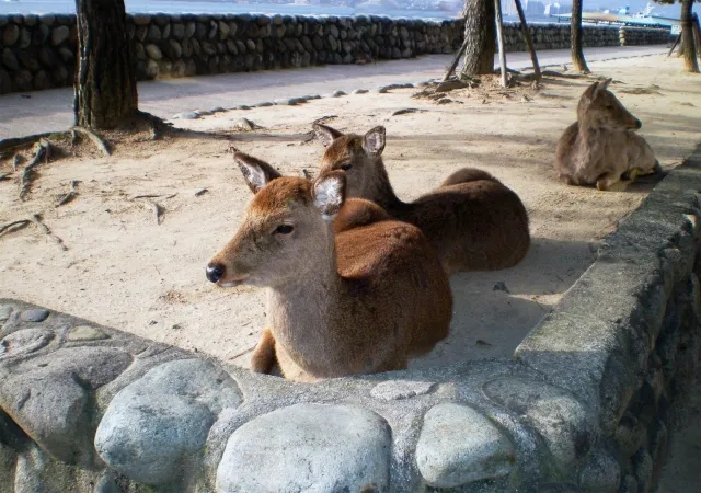 宮島の鹿