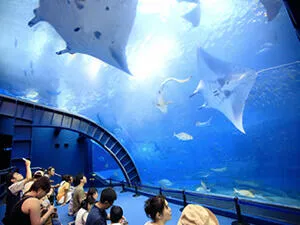 美ら海水族館