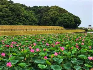 蓮ヶ池史跡公園