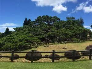 五枝の松