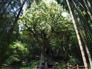 武雄神社