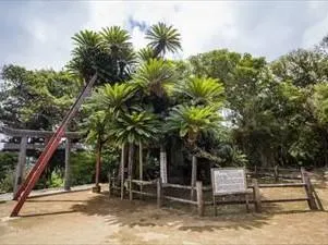 坂井神社の大ソテツ