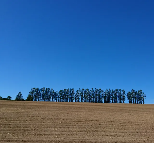 社員旅行革命｜北海道・マイルドセブンの丘