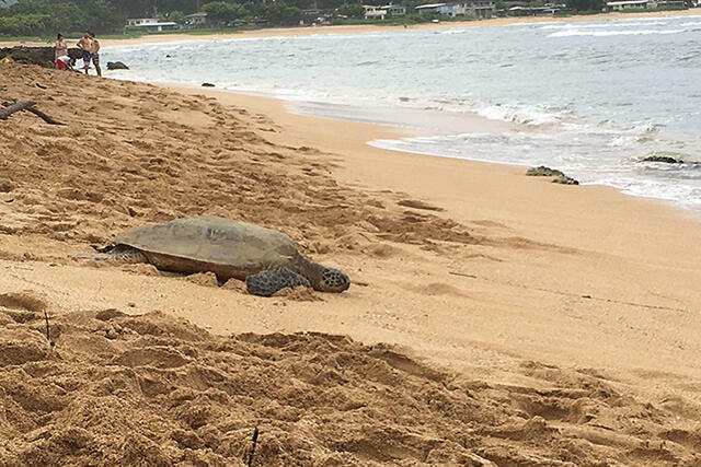 ノースショアの海亀