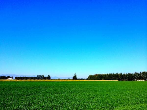 食べずに帰れない北海道スイーツ店4選