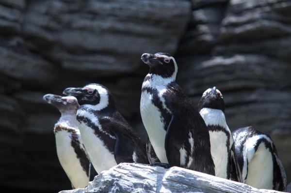 大人気 旭山動物園の魅力と回り方