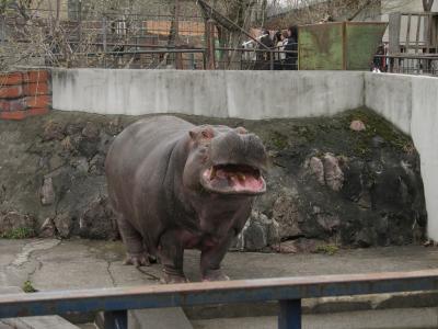 旭山動物園