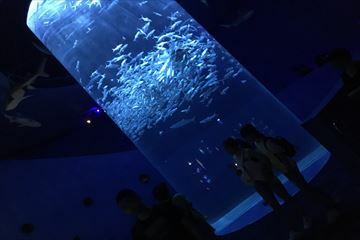 大水族館1