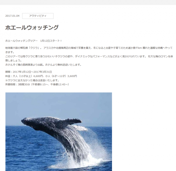 クジラに会えなかった場合は返金！ホエールウォッチングツアー