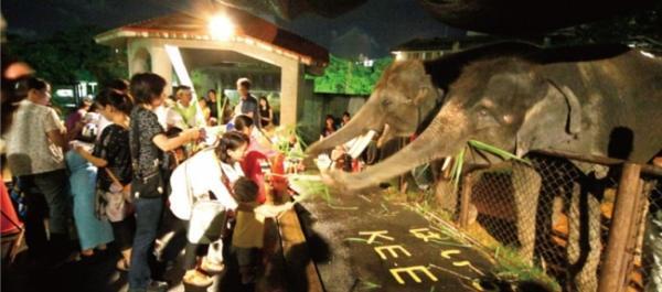 超かわいいホワイトライオンのお披露目イベント