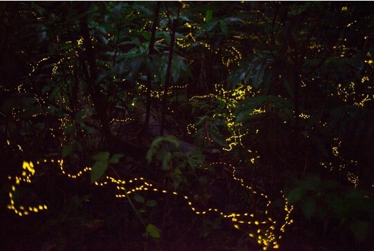 ヤエヤマボタル鑑賞ツアー