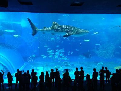 沖縄の海を存分に楽しめるおすすめスポット