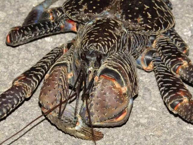 食べると危険？石垣島の珍味、ヤシガニって知ってる？