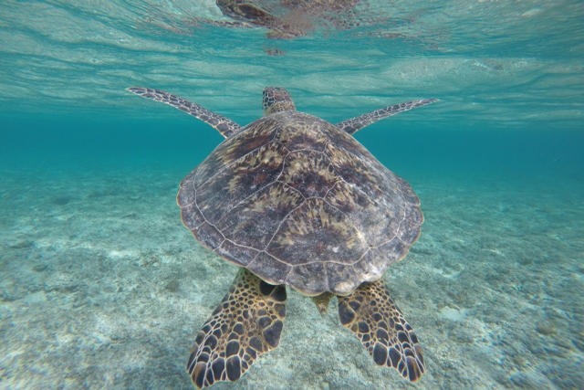 写真映え抜群！波照間島のニシ浜の見どころは？