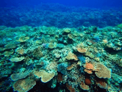 西表島のさらに西へ...　由布島での水牛車観光と最後の秘境・船浮コース！＜西表島・由布島２島周遊ツアー＞