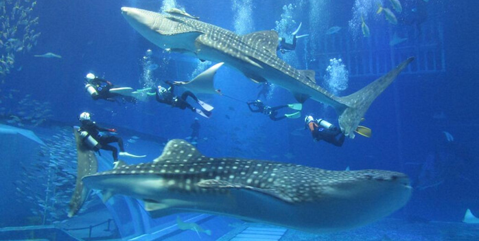 美ら海水族館、巨大ジンベエザメの飼育下繁殖を目指す