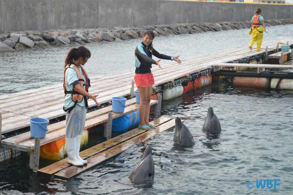 石垣島イルカショー