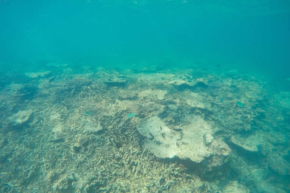 【小浜島】干潮で現れる幻の島に上陸!? 小浜島の魅力満載アクティビティ＜お昼編＞