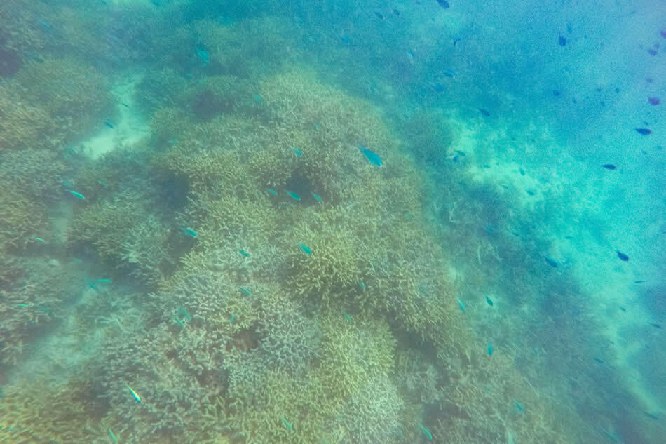 【小浜島】干潮で現れる幻の島に上陸!? 小浜島の魅力満載アクティビティ＜お昼編＞