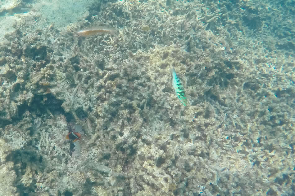 【小浜島】干潮で現れる幻の島に上陸!? 小浜島の魅力満載アクティビティ＜お昼編＞