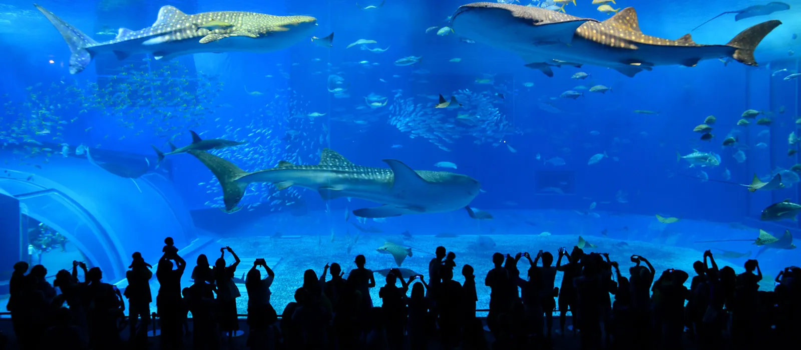 沖縄美ら海水族館へ行こう！