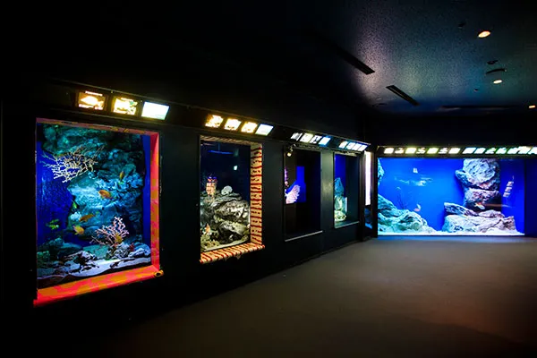 沖縄美ら海水族館｜Floor1 深海への旅