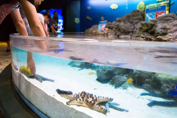 沖縄美ら海水族館｜Floor3 イノーの生き物たち（タッチプール）