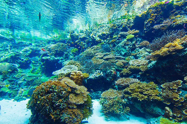 沖縄美ら海水族館｜Floor3 サンゴの海