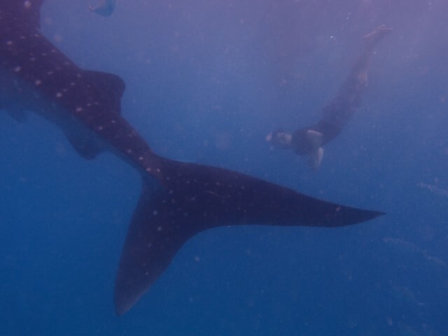 海の中で見るジンベエザメ