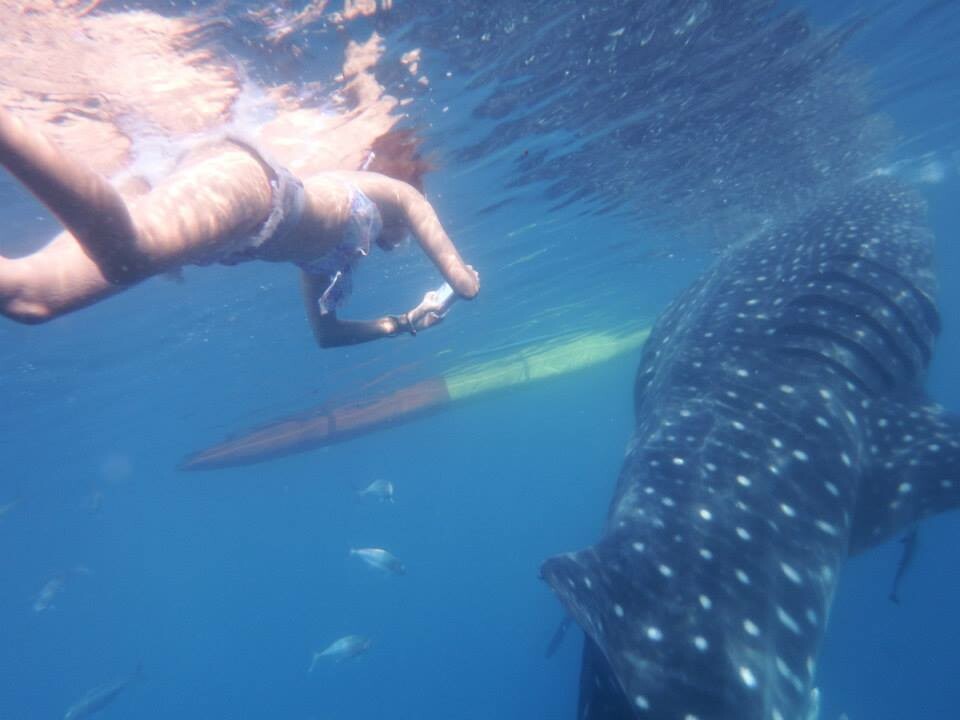 セブ島でジンベイザメと泳ぐ