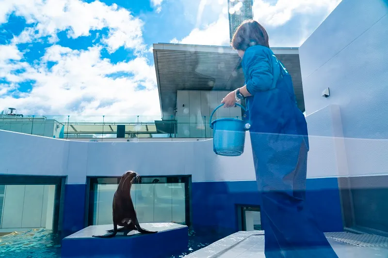 四国水族館水槽/アシカ