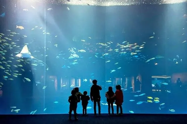 四国水族館水槽/綿津見の景/子供たち