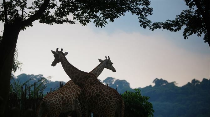 シンガポールの3大動物園！市内からのアクセス方法は？