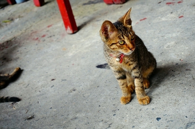 「猴（ホウトン）」の歴史