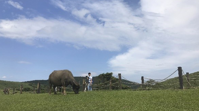 擎天崗に広がる草原