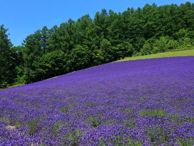 北海道｜富良野