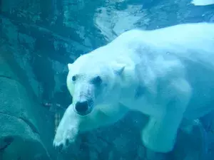 北海道｜旭山動物園