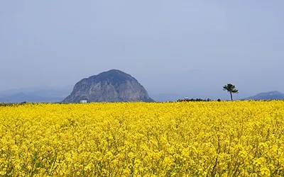 社員旅行革命｜韓国・龍頭岩