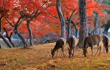 社員旅行革命｜関西・奈良公園