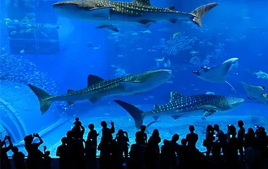 社員旅行革命｜沖縄・美ら海水族館