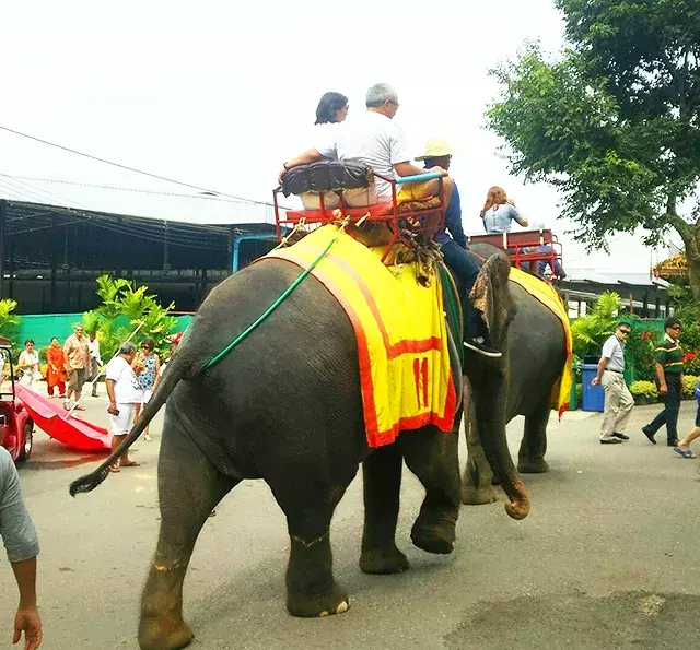 社員旅行革命｜タイ・動物園