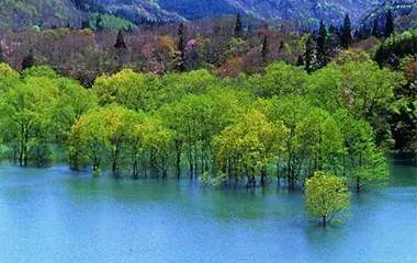 社員旅行革命｜東北・白神山地