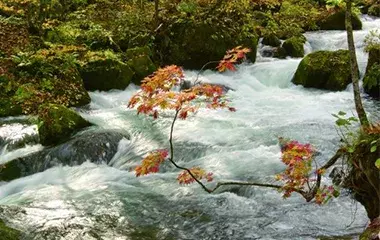 社員旅行革命｜東北・奥入瀬渓流