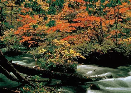 社員旅行革命｜東北・奥入瀬渓流