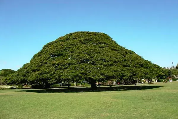 オアフ島半周半日観光（ノースショアコース）