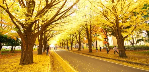 北海道｜DP北海道大学　札幌キャンパス