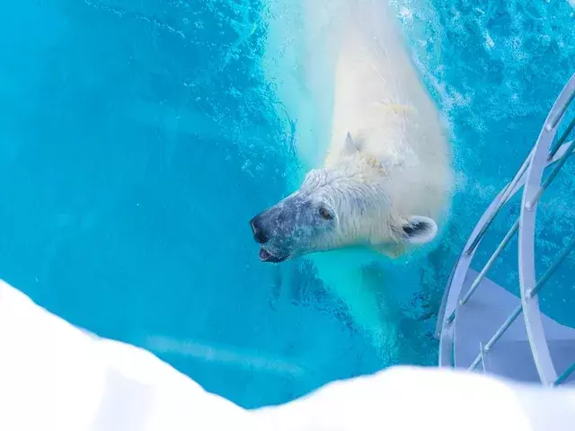 北海道｜旭山動物園