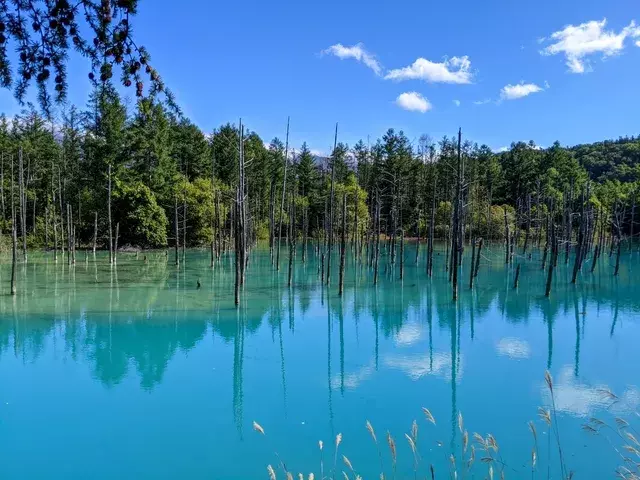 北海道｜青い池